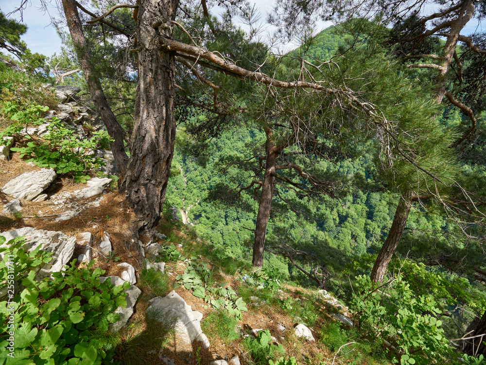 Pines grow on a steep slope of a rock, below which is a green forest.