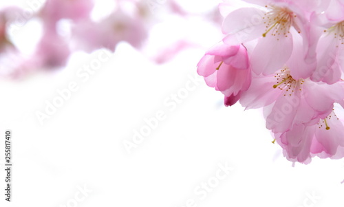 Hintergrund zartrosa Blüten der Zierkirsche - Textfreiraum
