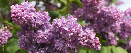 Spring branch of blossoming lilac, banner, postcard concept