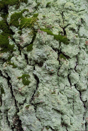 moss and lichen on oak tree bark