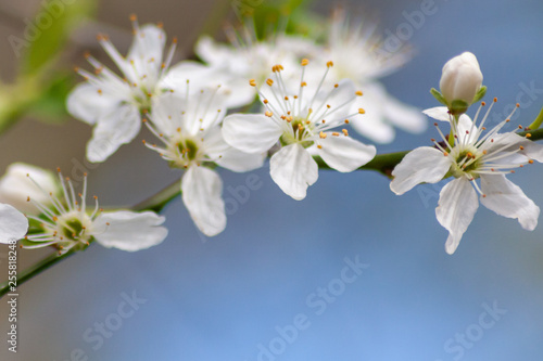 Fototapeta Naklejka Na Ścianę i Meble -  Weiße Blüten mit weit gespreizten Stempeln laden Insekten zur Bestäubung ein