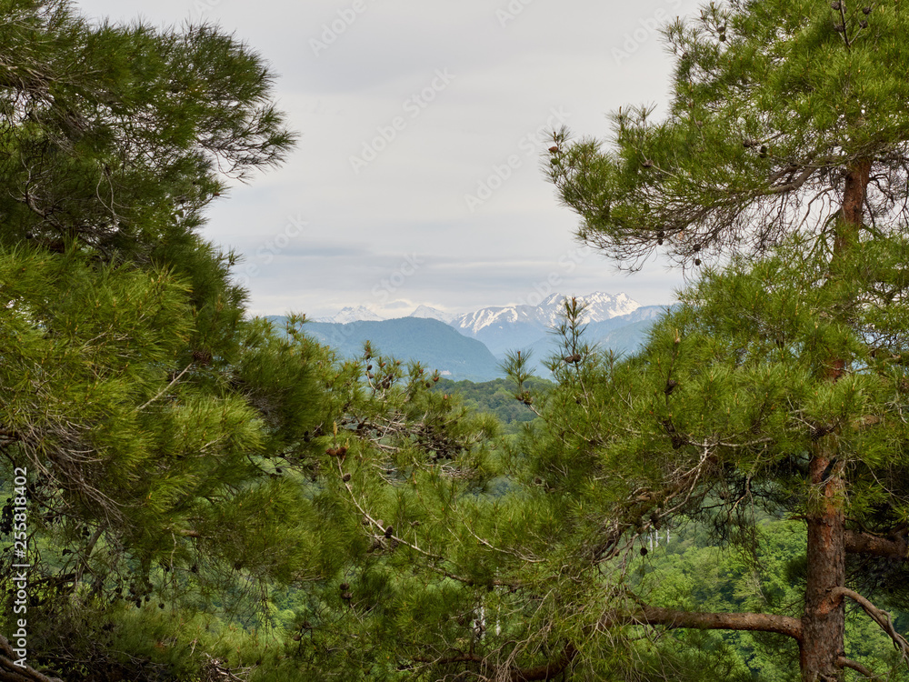 View of the high mountains with snowy peaks through the frame of pines