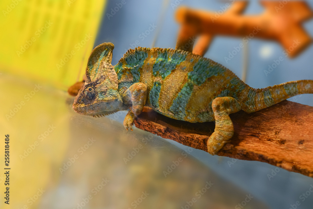 Naklejka premium Varan in an artificial place, a lizard in a zoo.