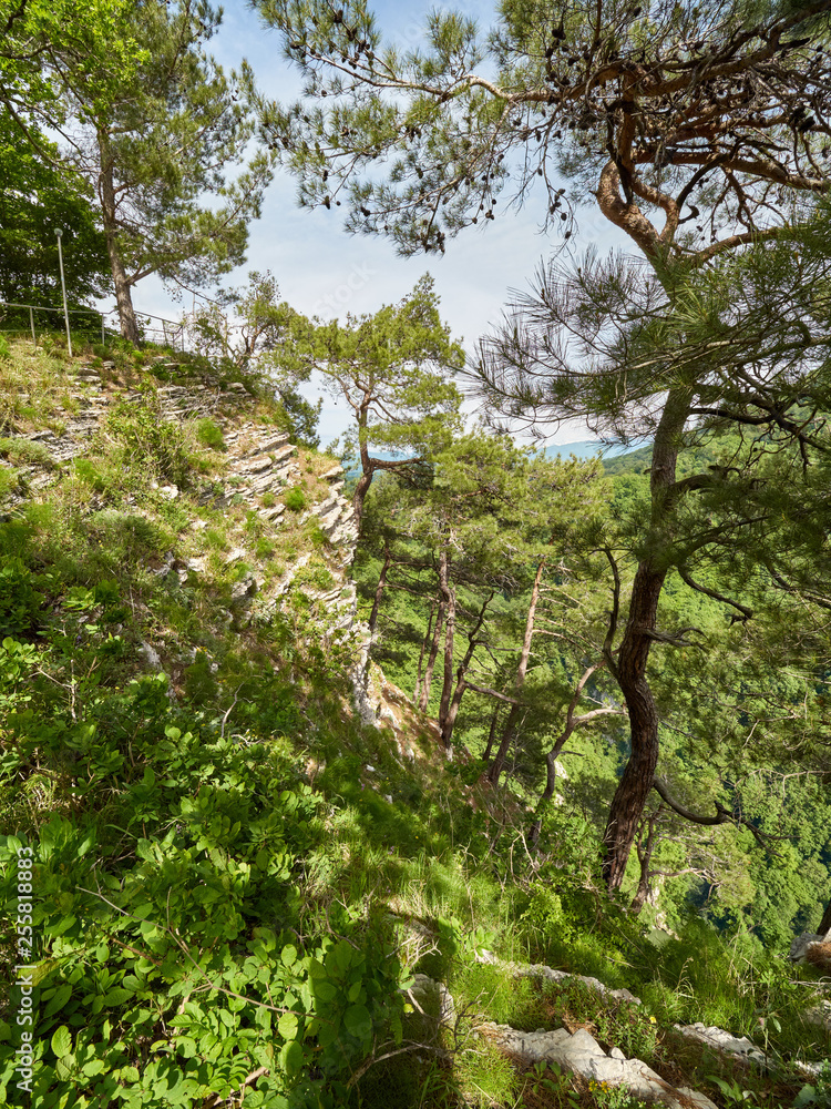 Pines and oak grow on a steep slope of a rock, below which is a valley and green forest. Pines and oak grow on a steep slope of a rock, below which is a valley and green forest.