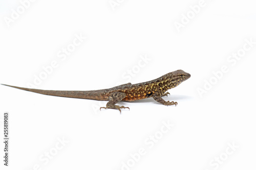 Side-blotched Lizard (Uta stansburiana) © Nathan