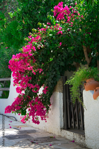 Photo Bougainvillaea blooming bush with white and pink flowers on a stone white fence
