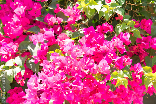 Fototapete Bougainvillaea blooming bush with white and pink flowers, summer