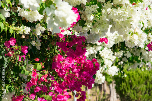 Foto Bougainvillaea blooming bush with white and pink flowers, summer