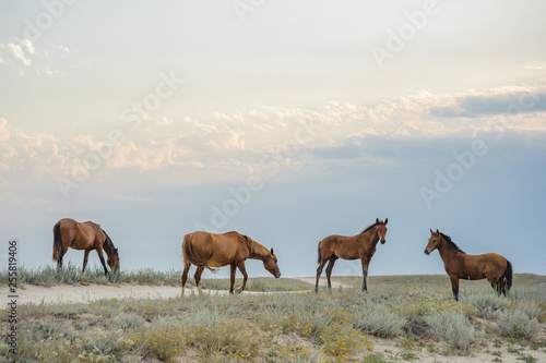 Four horses in the grass on the shore against the backdrop of clouds