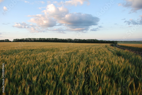 field and blue sky