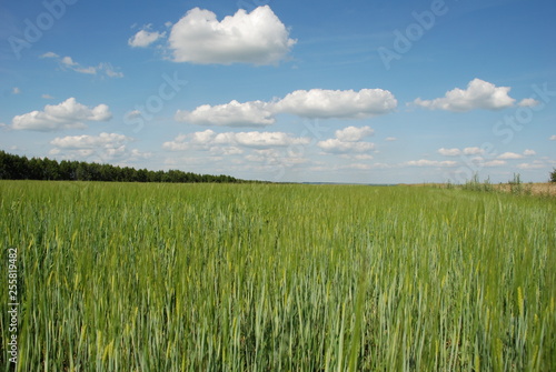 green field and blue sky