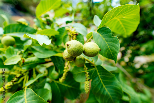 On a branch of a tree with leaves grows green walnuts