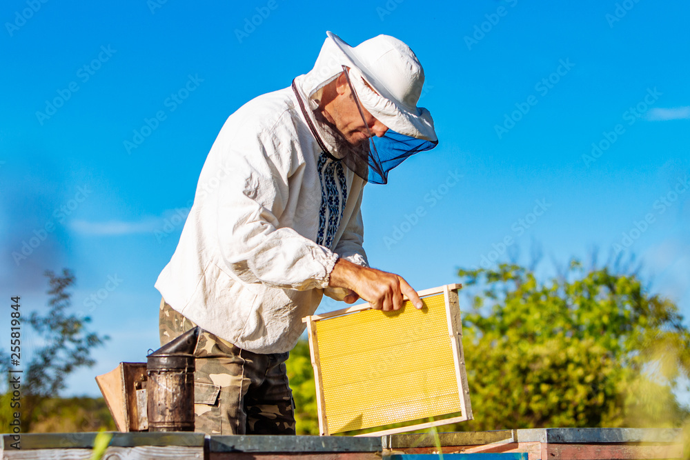 Beekeeper is working with bees and beehives on the apiary. Bees on honeycomb. Frames of a bee hive. Beekeeping. Honey. Beekeeper is working with bees and beehives on the apiary. Bees on honeycomb. Frames of a bee hive. Beekeeping. Honey.