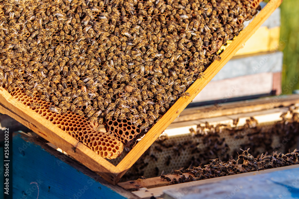 Frames of a beehive. Working bees in a hive. Bees turn nectar into honey. Frames of a beehive. Working bees in a hive. Bees turn nectar into honey.