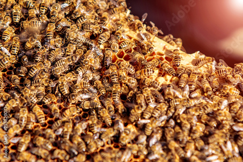 Working bees on honeycomb. Beekeeping. Honey.