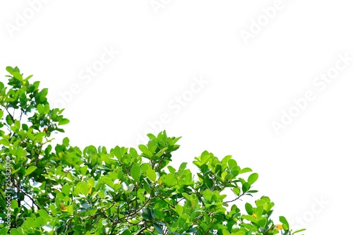 Top view tropical tree leaves with branches and sunlight on white isolated background for green foliage backdrop 