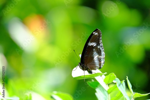 A single black tropical butterfly sitting on a leaf at the park with sun light and green nature background 