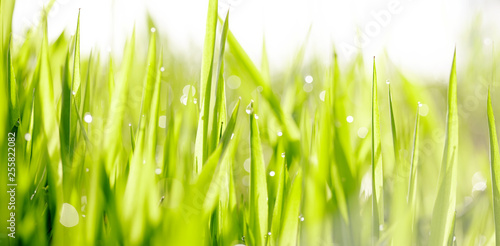 Grass with dew drops.