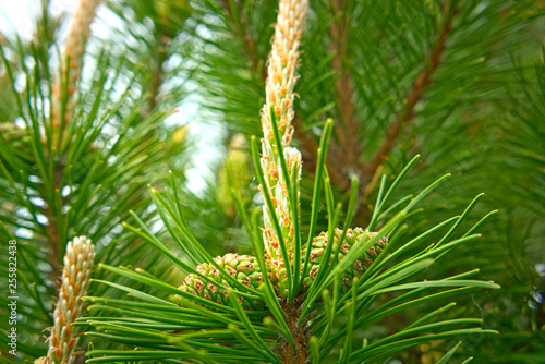 The branches of pine with buds in the spring.