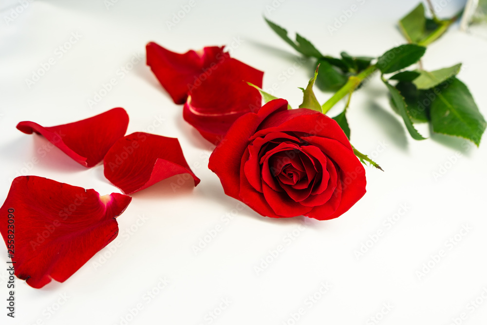 red roses on white background red roses on white background