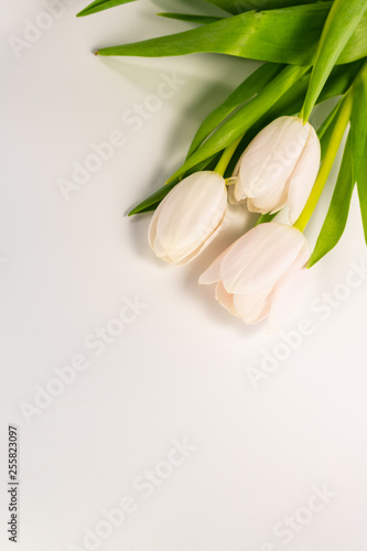 white tulips on white background