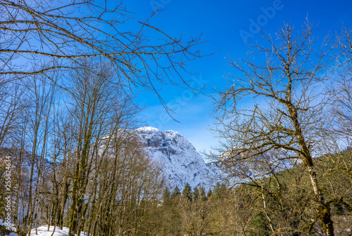 Early spring in the Caucasus mountains near Ritsa lake. In the background are snow-capped mountain peaks. Abkhazia photo