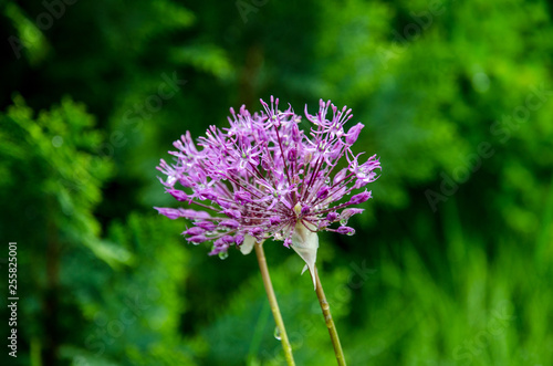 purple thistle flower