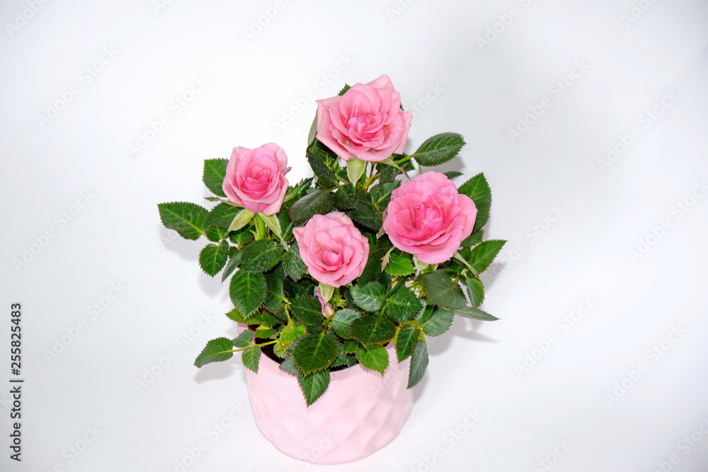 Pink Small Bush of Roses in a Pot Decoration Stock Photo Pink Small Bush of Roses in a Pot Decoration Stock Photo