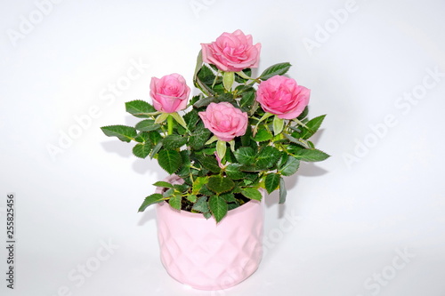 Pink Small Bush of Roses in a Pot Decoration Stock Photo