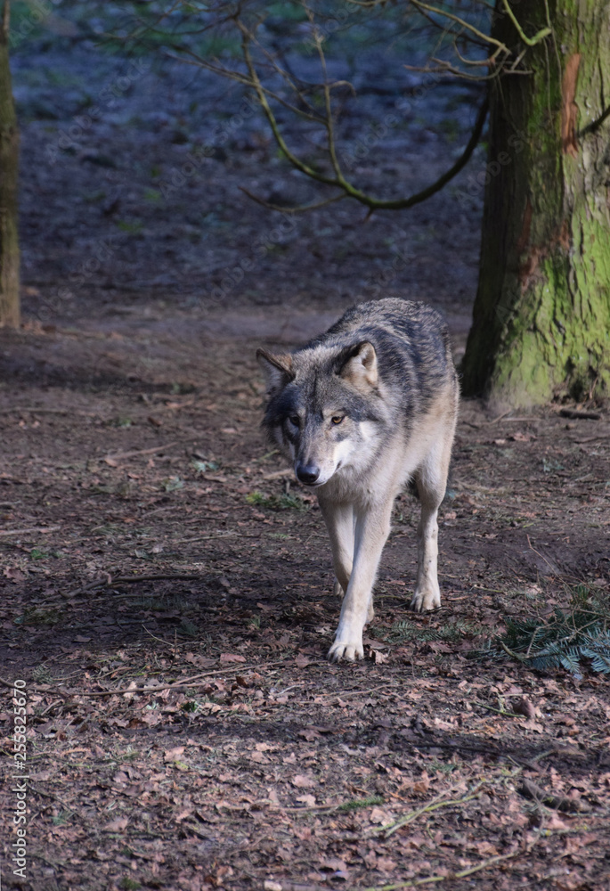 Eurasian Wolf Canis lupus lupus