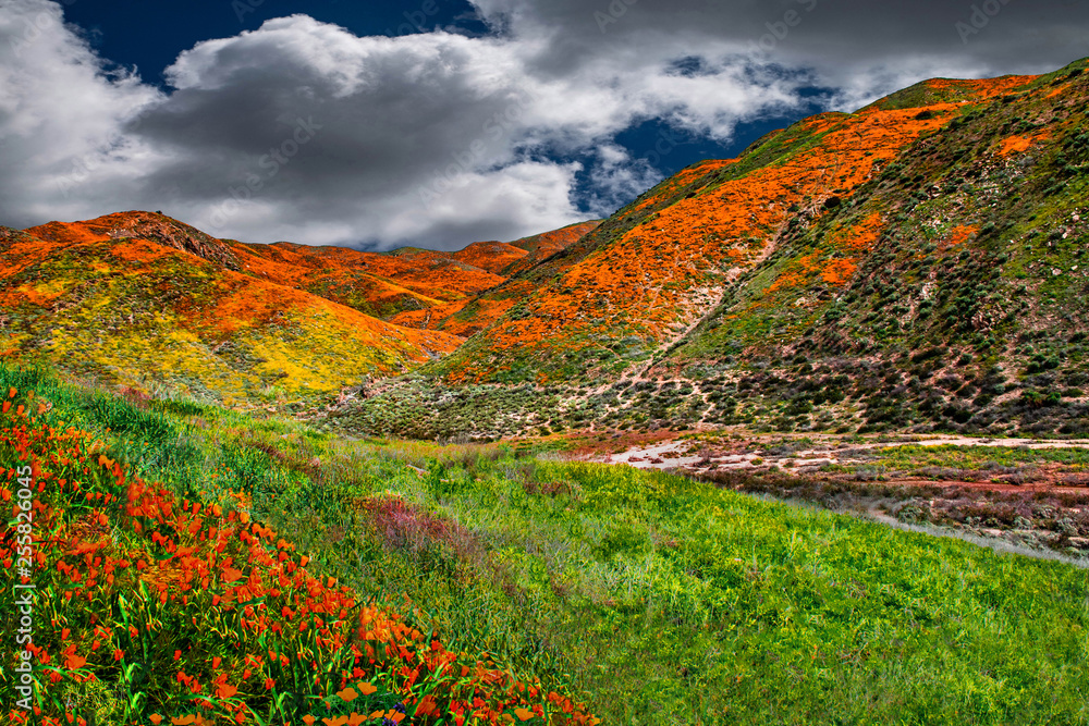 California's Poppy and Mustard landscape, blue skies and billowing clouds are the backdrop for panoramic view of nature finest .