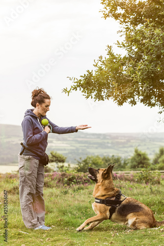 Obedience dog training session outdoor photo