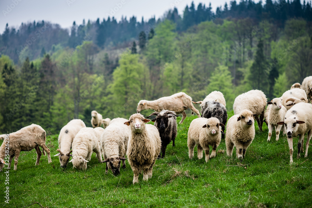 Traditional sheep pasture in mountains Traditional sheep pasture in mountains