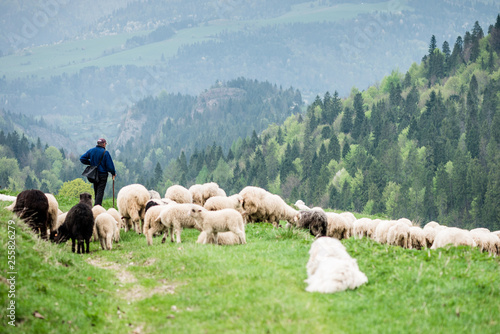 Traditional sheep pasture in mountains © marcin jucha