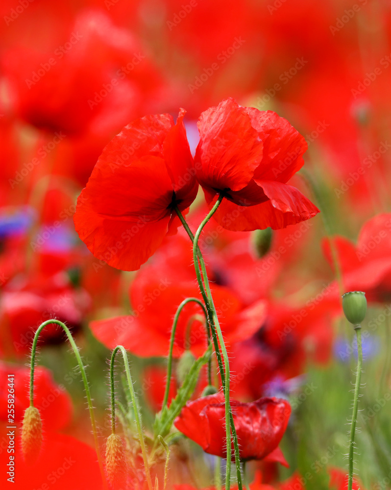 Obraz premium Mohn in love