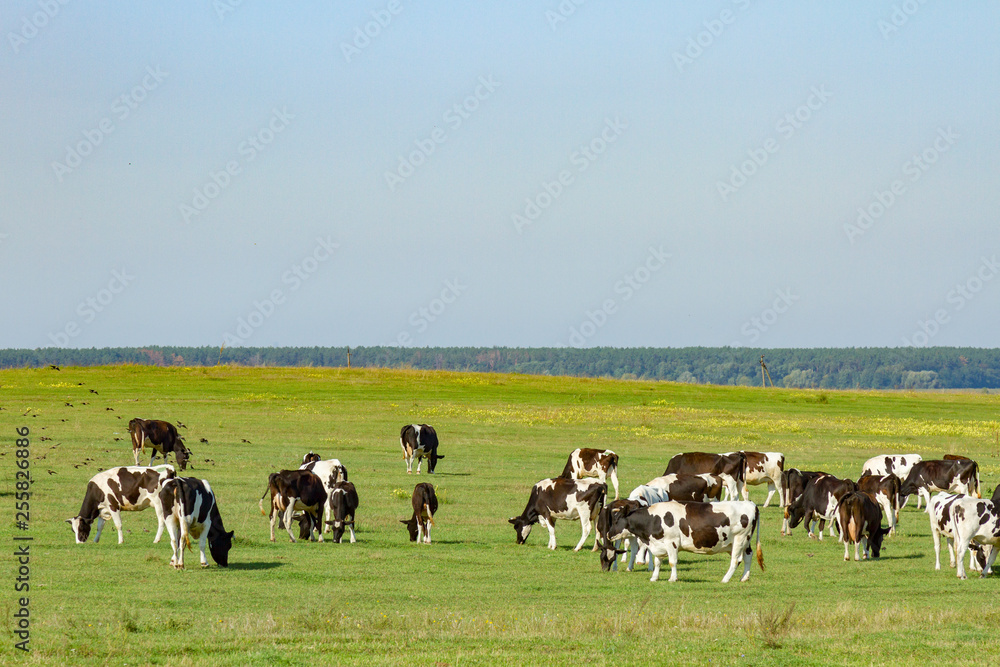 Fototapeta premium A herd of young cows and heifers grazing in a lush green pasture of grass on a beautiful sunny day. Black and white cows in a grassy field on a bright and sunny day
