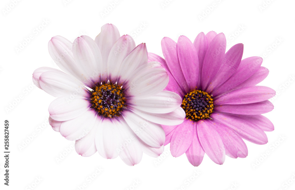 Osteosperumum Flower Daisy Isolated Osteosperumum Flower Daisy Isolated