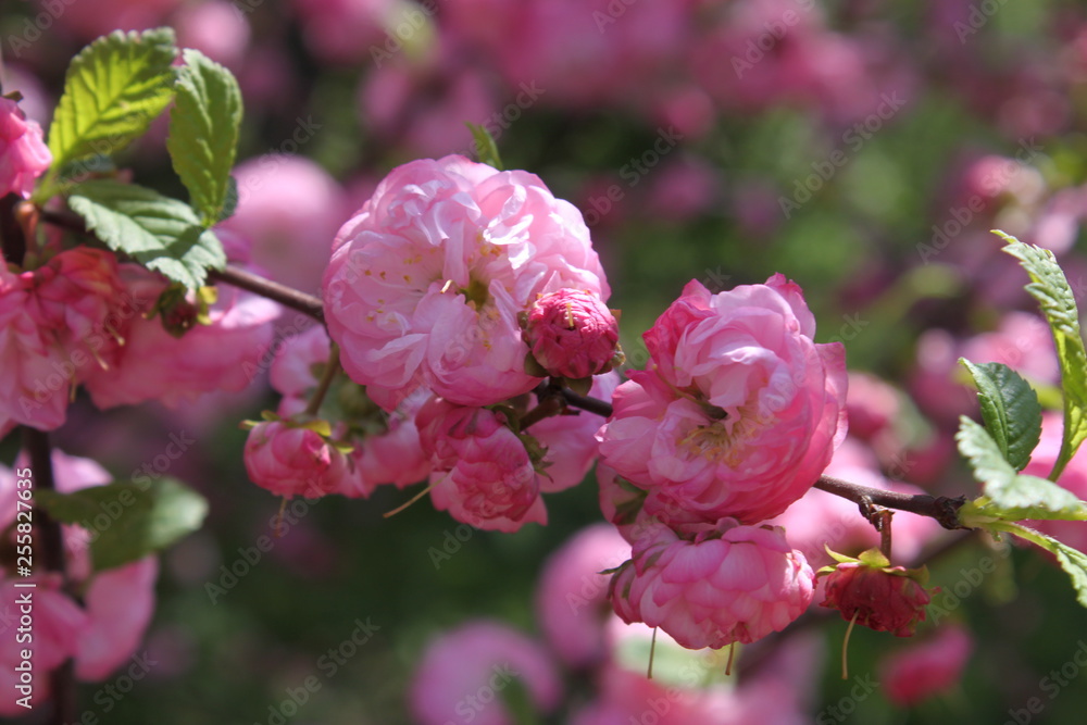 Pink park flower on the tree Pink park flower on the tree
