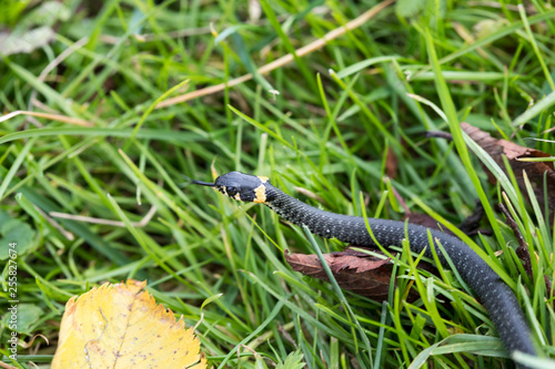 snake on grass