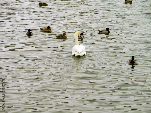 Many wild ducks and swans