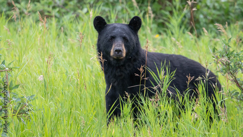 Black Bear