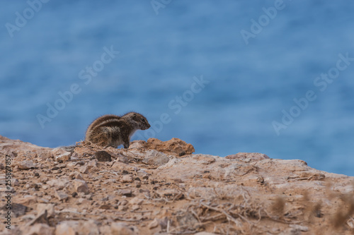 Fotografie barbary ground squirrel