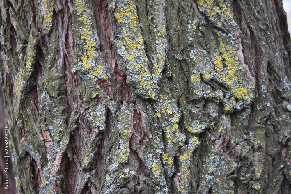 Obraz premium tree lichen background