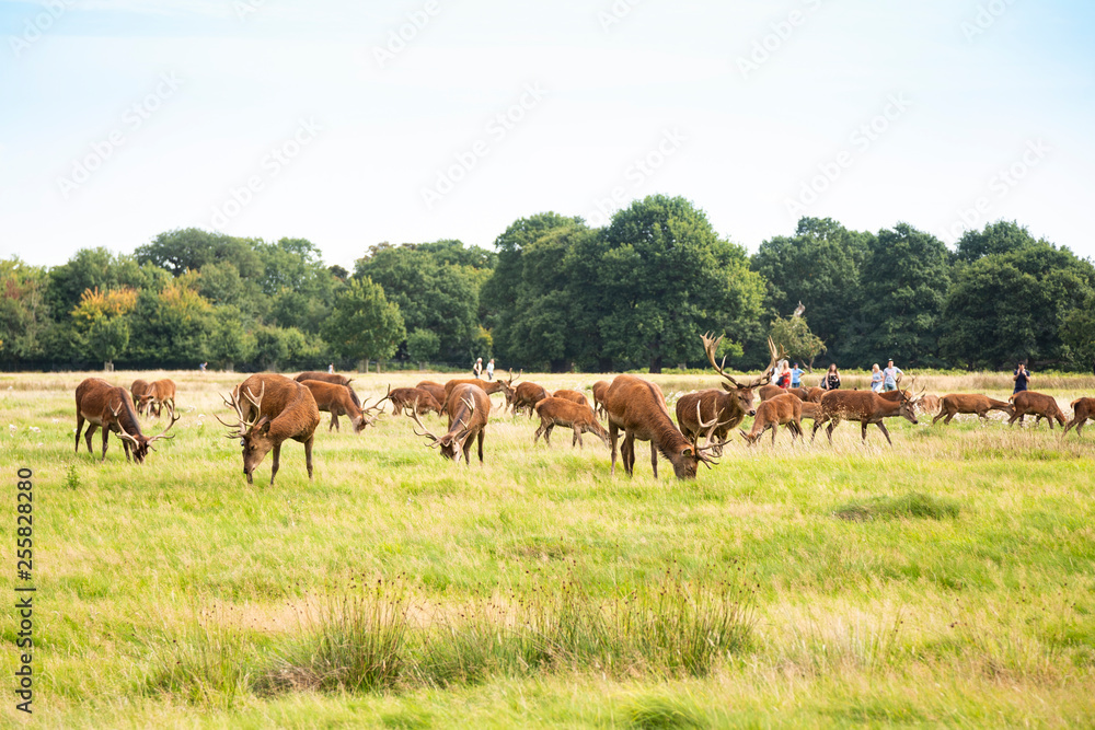 Group of deer grazing on green meadow