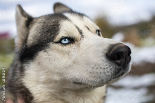 siberian husky dog