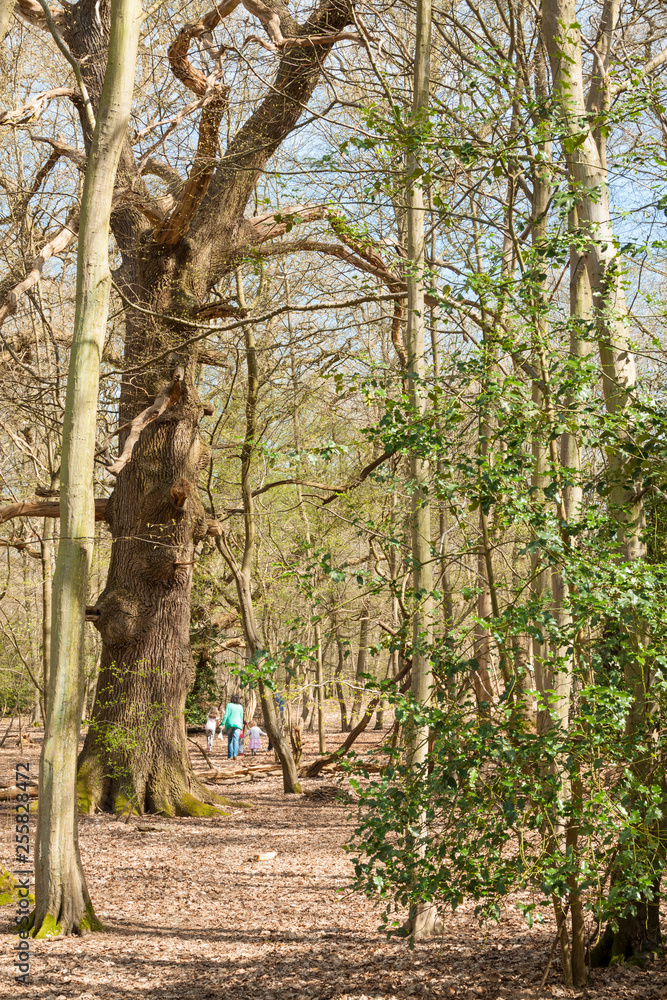 Fototapeta premium Mom and two kids walk through the forest in spring