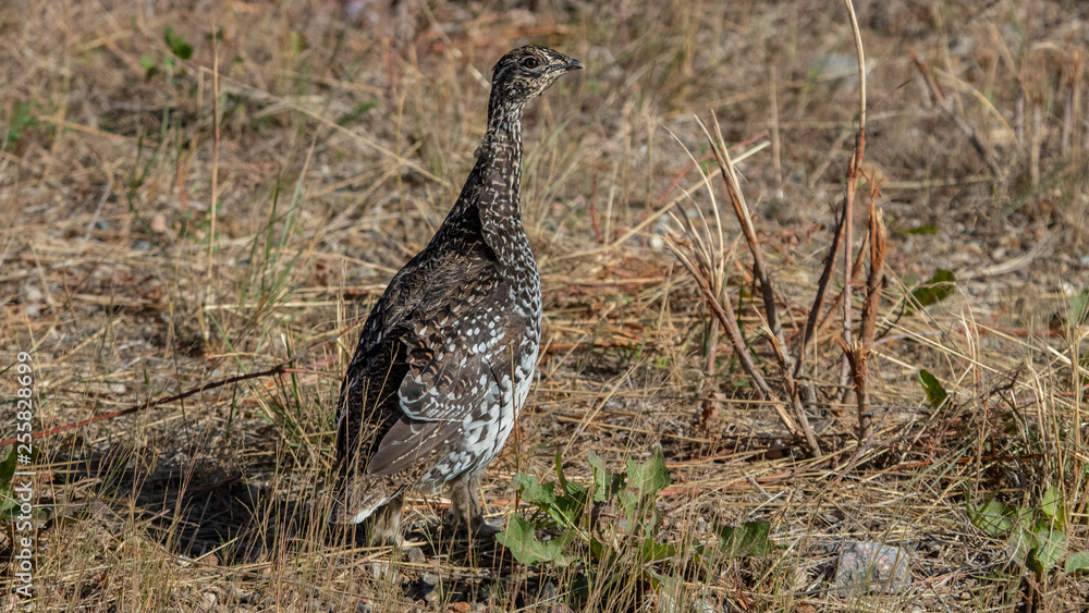 Grouse Grouse