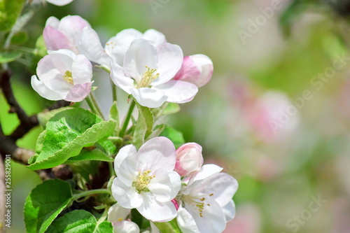 Apple Blossom Flowers Bloom Fruit Tree White Pink Stock Photo