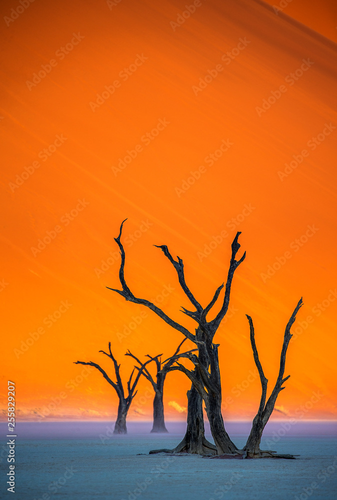 Dry beautiful trees on the background of the red dunes with a beautiful texture of sand. Africa. Landscapes of Namibia. Sossusvlei. Namib-Naukluft National Park. Dry beautiful trees on the background of the red dunes with a beautiful texture of sand. Africa. Landscapes of Namibia. Sossusvlei. Namib-Naukluft National Park.