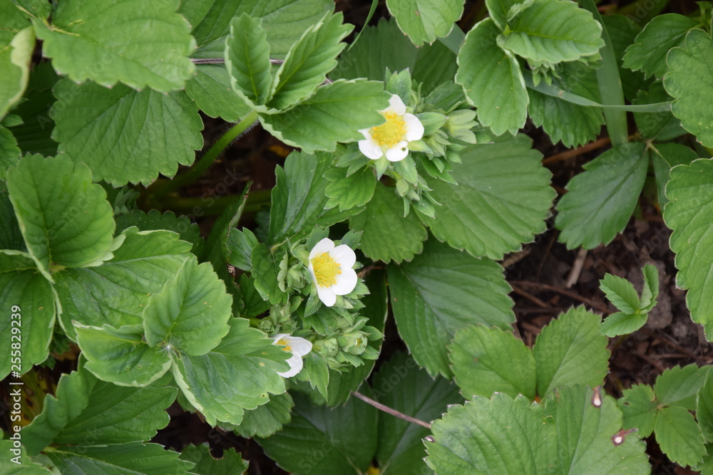 Fragaria vesca Strawberry Plant Gardening Planting Fruit Plant Stock Photo Fragaria vesca Strawberry Plant Gardening Planting Fruit Plant Stock Photo